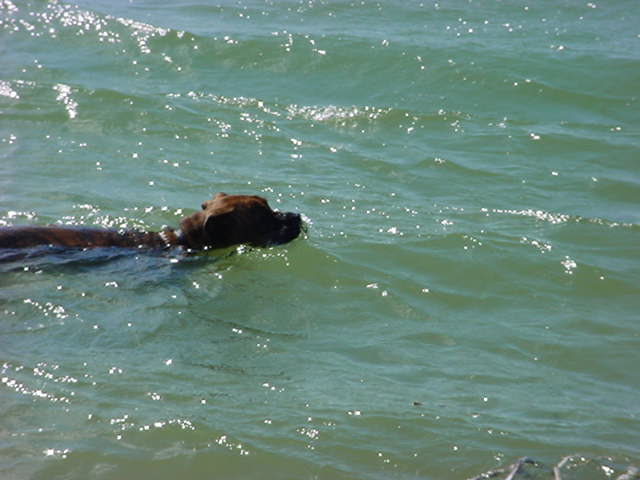 Buddy swimming