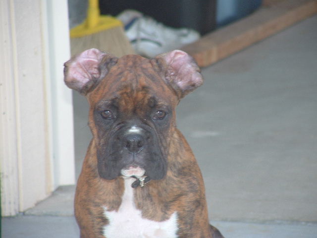 Buddy