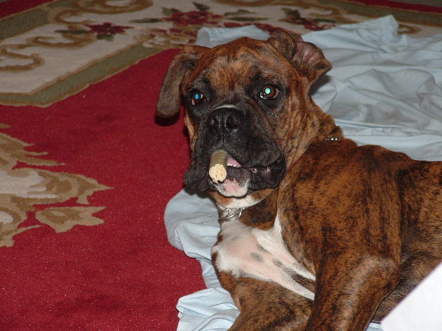 Buddy