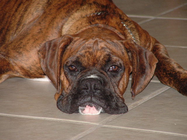 Buddy