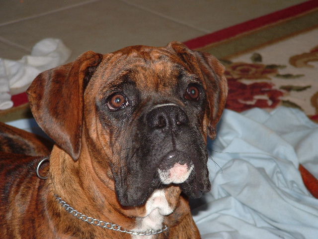 Buddy