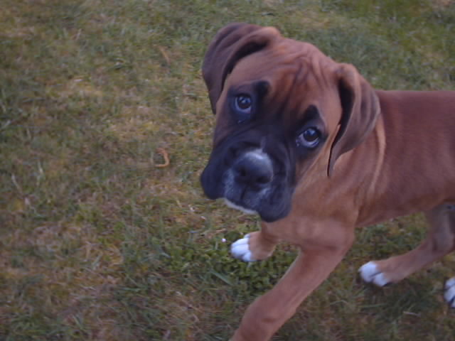 Buddy