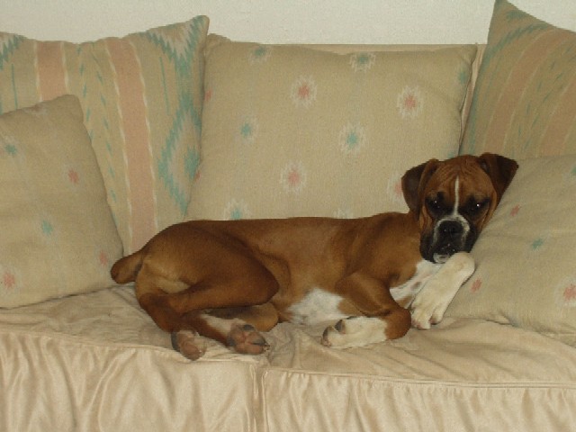 Buddy