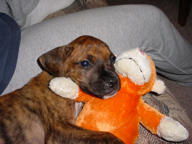 Buddy