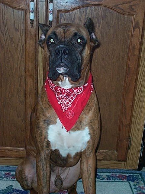 Buddy