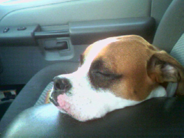buddy