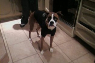 buddy