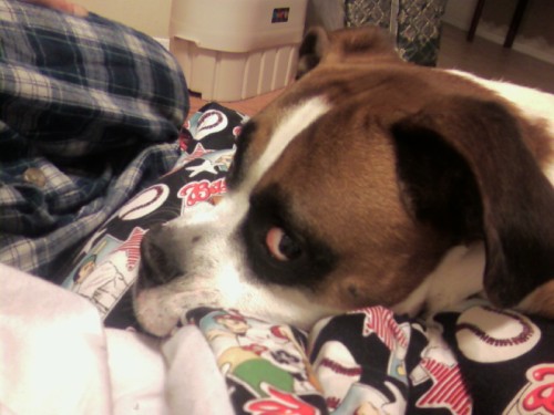 Buddy