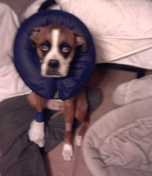 Buddy