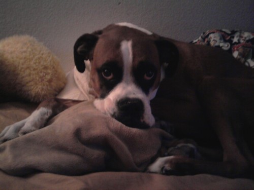 Buddy