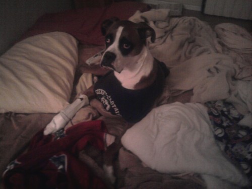 Buddy