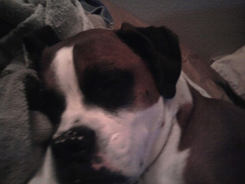 Buddy
