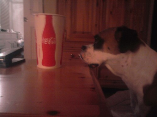 Buddy