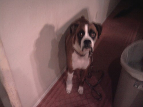 Buddy