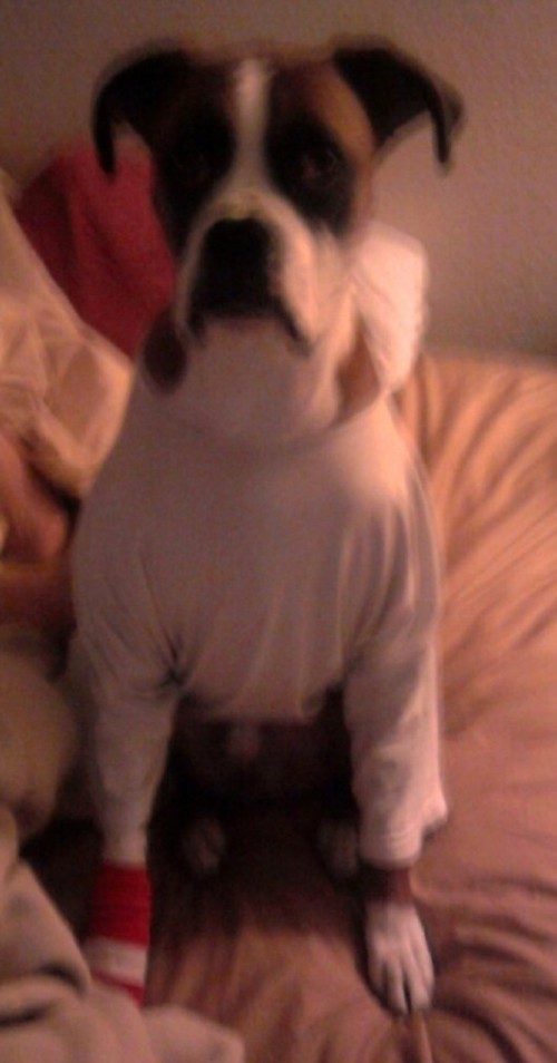 Buddy