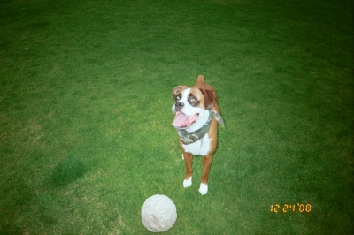Buddy
