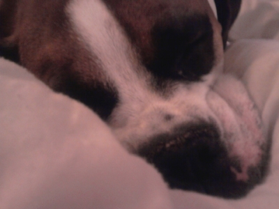 Buddy