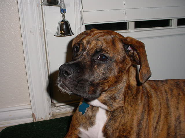 Buddy1/26