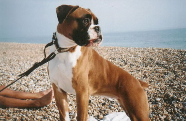 Buffy On The Beach