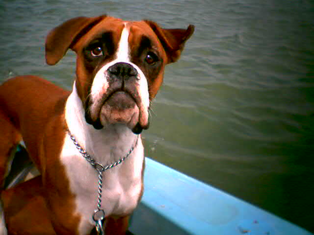 Buffy On The Boat