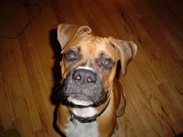 Buford 7mo's old