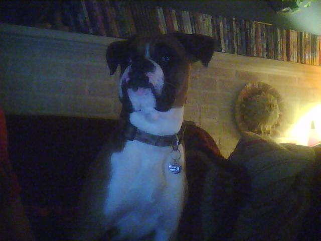 Buggie Being Heroic looking