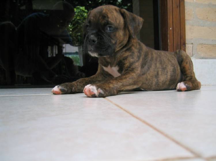 Bugsy