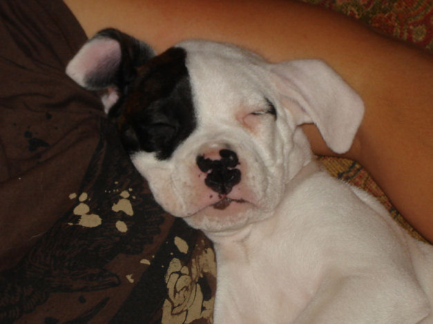 Bullet's first day
