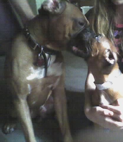 Bullwinkle .. after being home for 5 mins ..