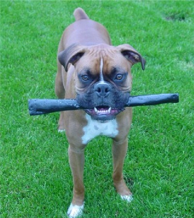 Bully Face