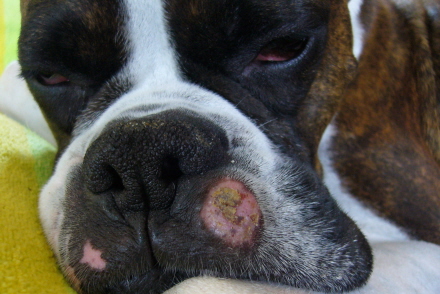 Bump on face 2