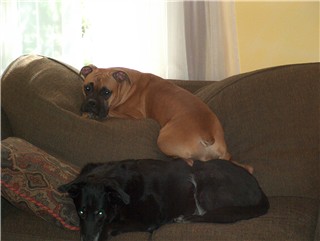 bunk_beds