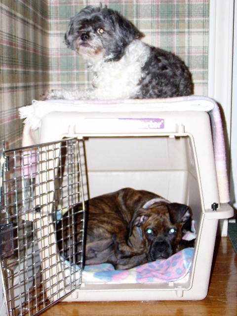 bunkbeds