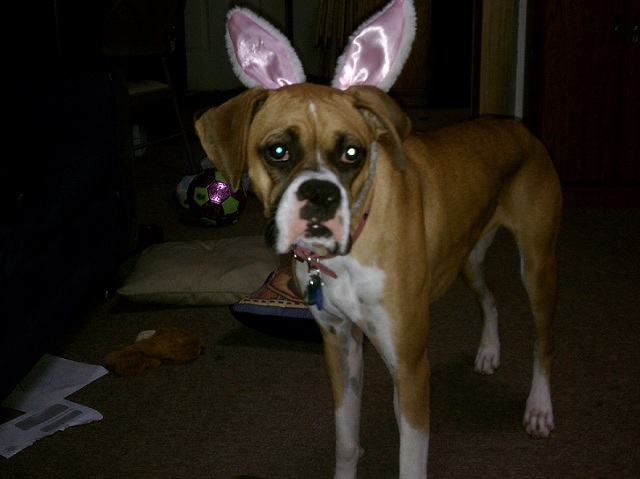 Bunny Dog