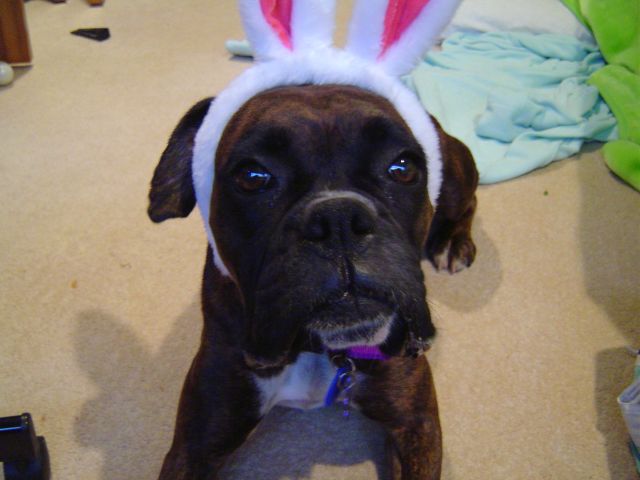 Bunny ears