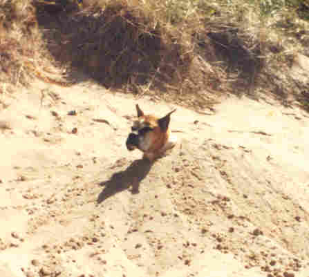 Buried in the sand.
