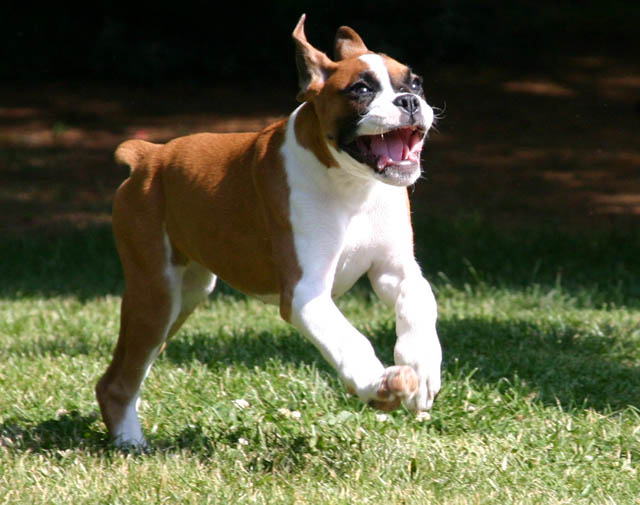 burnin makes bailey happy, again!