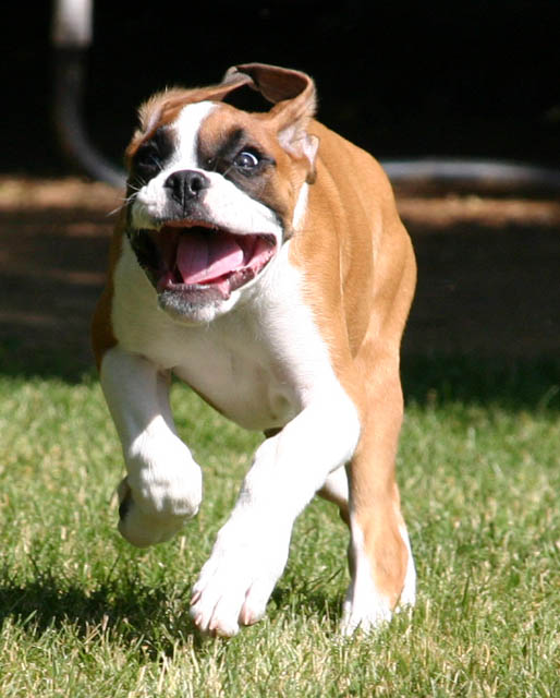 burnin makes bailey happy!