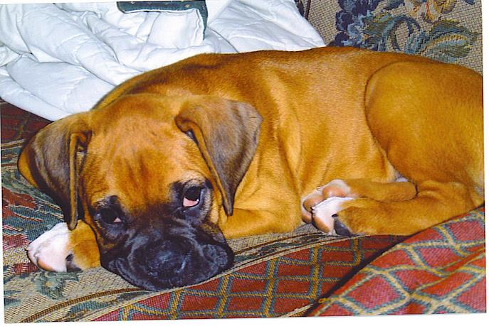 bussleeping