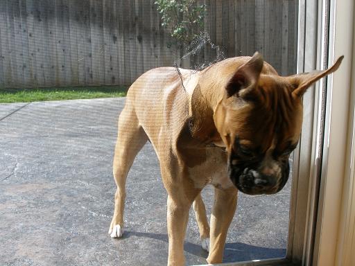 Busted!  He broke our screen door.
