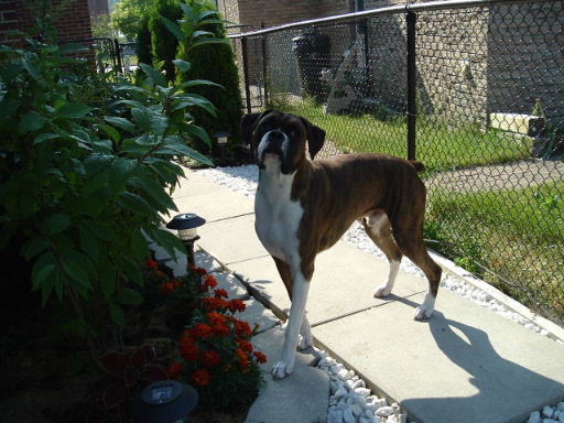 Buster 13 months June 2006