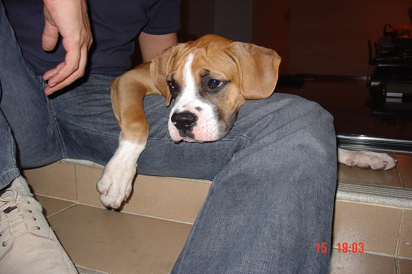 Buster 3 months old, just arrived home