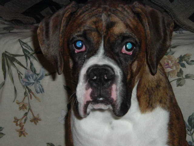Buster 7 months
