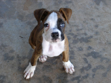 Buster - 8 weeks