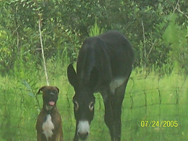 Buster and Bubba