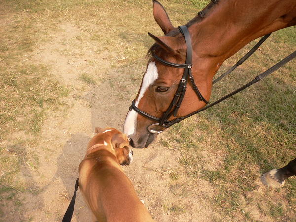 Buster and Jessie the horse