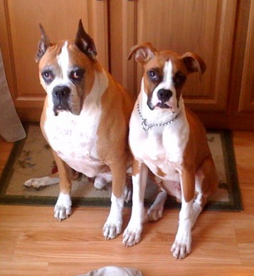 buster and nitro