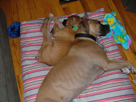 Buster and Pebbles