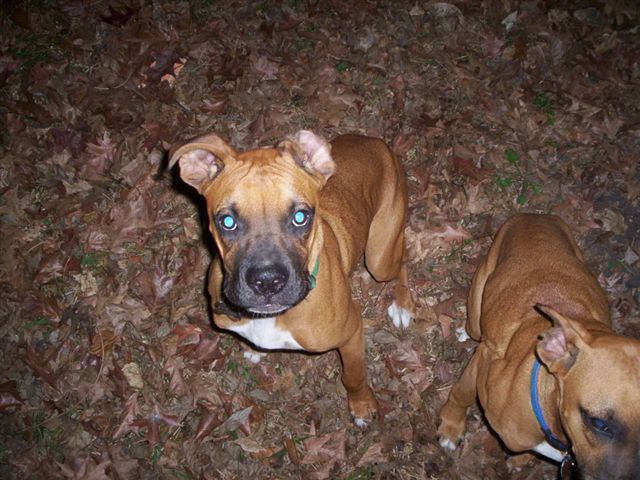 buster and sampson