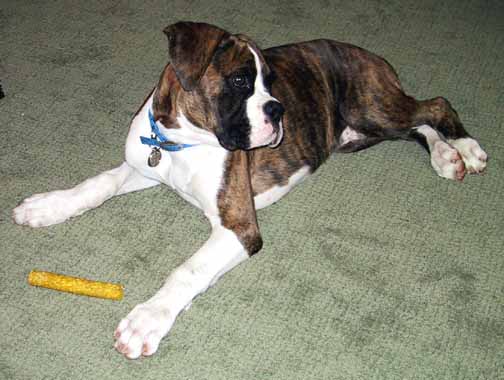 Buster at 19 weeks old